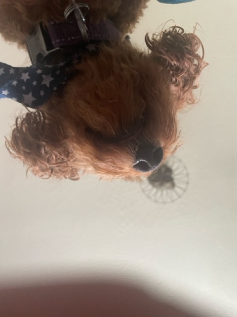 Buddy from below