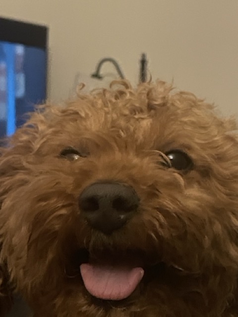 Buddy looking right at you