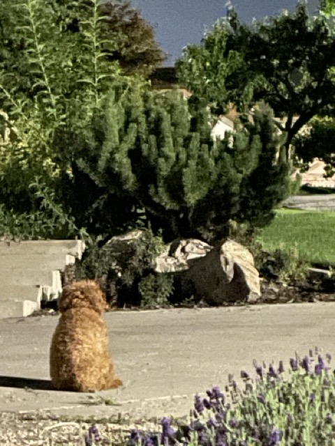 Buddy