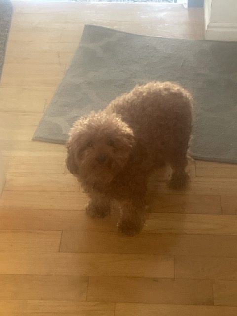 Buddy sporting his kind demeanor