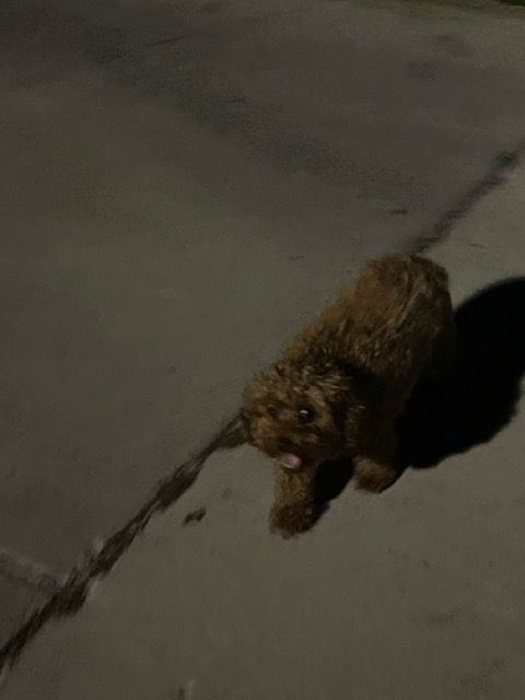 Buddy walking